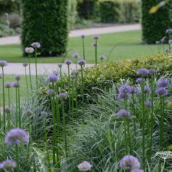 Allium Beau Regard