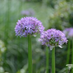 Allium Beau Regard