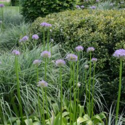 Allium Beau Regard