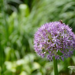 Allium Beau Regard