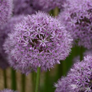 Allium Gladiator