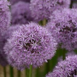 Allium Gladiator