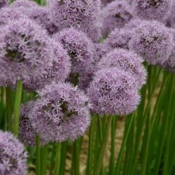 Allium Gladiator