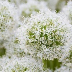 Allium White Giant