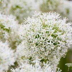 Allium White Giant