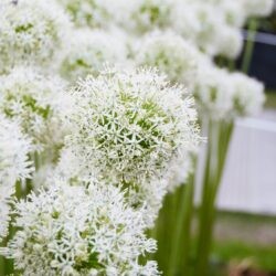 Allium White Giant