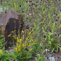 Rudbeckia hirta