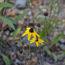 Rudbeckia hirta