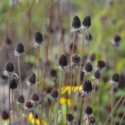 Rudbeckia hirta plody