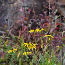 Rudbeckia hirta