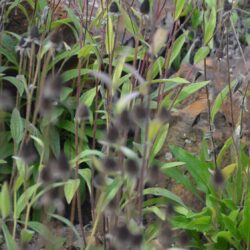 Rudbeckia hirta listy