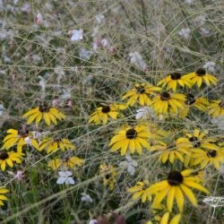 Rudbeckia missouriensis