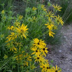 Rudbeckia missouriensis