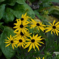 Rudbeckia missouriensis