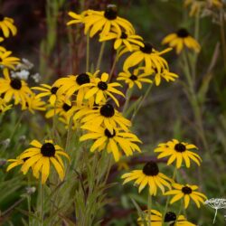 Rudbeckia missouriensis