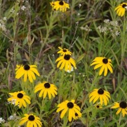 Rudbeckia missouriensis