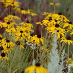 Rudbeckia missouriensis