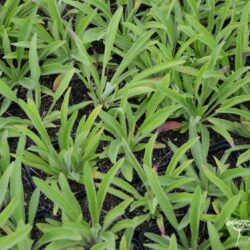 Rudbeckia missouriensis