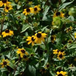 Rudbeckia triloba