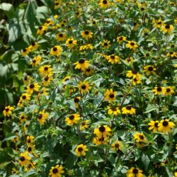 Rudbeckia triloba