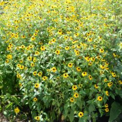 Rudbeckia triloba