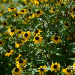 Rudbeckia triloba