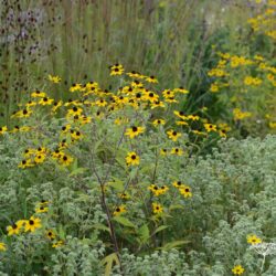 Rudbeckia triloba