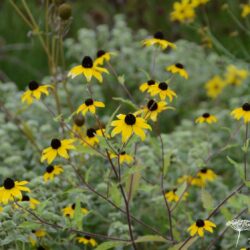 Rudbeckia triloba