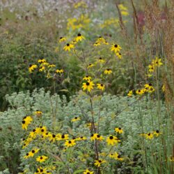 Rudbeckia triloba