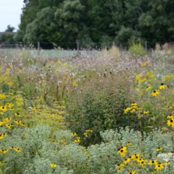 Rudbeckia triloba