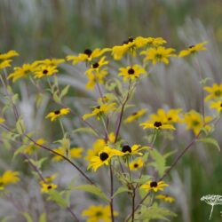 Rudbeckia triloba