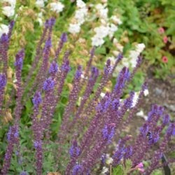 Salvia nemorosa Adora Blue