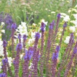 Salvia nemorosa Adora Blue