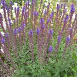 Salvia nemorosa Adora Blue