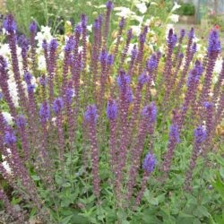 Salvia nemorosa Adora Blue