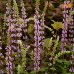 Salvia nemorosa Amethyst