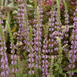 Salvia nemorosa Amethyst