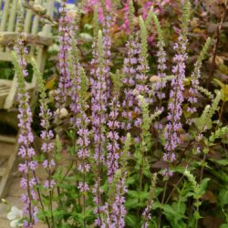 Salvia nemorosa Amethyst