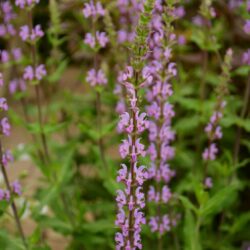 Salvia nemorosa Amethyst