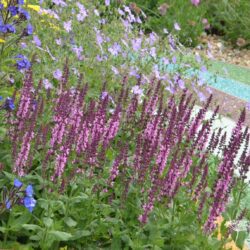 Salvia nemorosa Sensation Rose