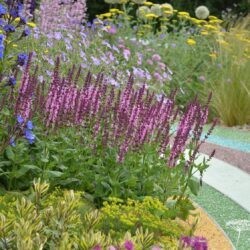 Salvia nemorosa Sensation Rose