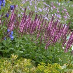 Salvia nemorosa Sensation Rose