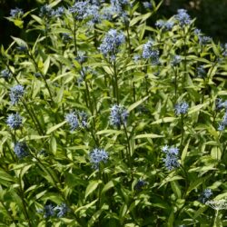 Amsonia orientalis