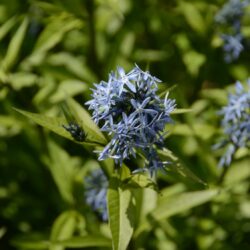 Amsonia orientalis