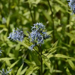 Amsonia orientalis