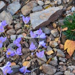 Crocus speciosus