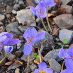 Crocus speciosus