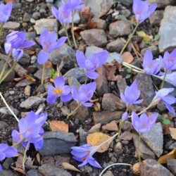 Crocus speciosus