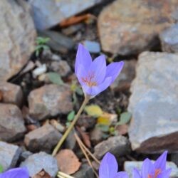 Crocus speciosus