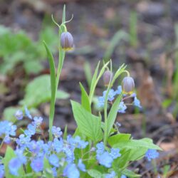 Fritillaria uva-vulpis